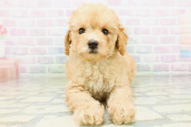 宮城県のトイプードル(トイ) (Coo&RIKU石巻店/2026年6月29日生まれ/男の子/アプリコット)の子犬の1枚目の画像