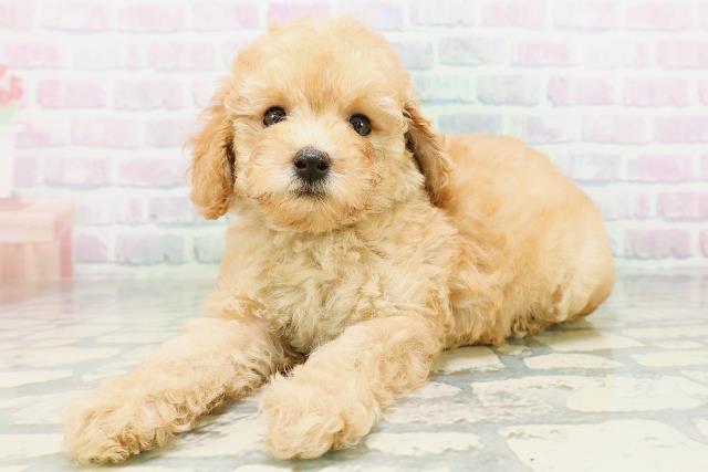 宮城県のトイプードル(トイ) (Coo&RIKU石巻店/2026年6月29日生まれ/男の子/アプリコット)の子犬の2枚目の画像