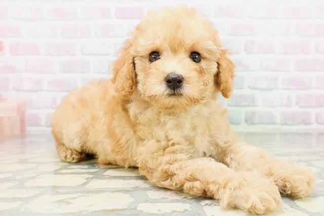 宮城県のトイプードル(トイ) (Coo&RIKU石巻店/2026年6月29日生まれ/男の子/アプリコット)の子犬の3枚目の画像