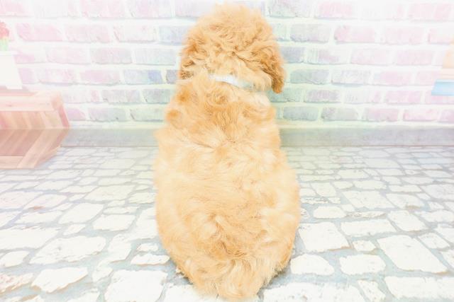 宮城県のトイプードル(トイ) (Coo&RIKU石巻店/2026年6月29日生まれ/男の子/アプリコット)の子犬の4枚目の画像