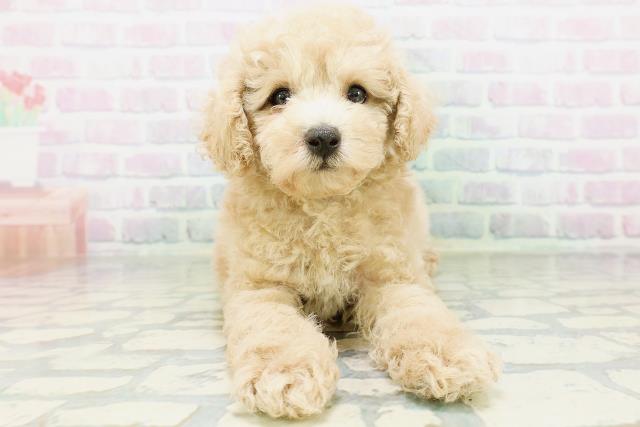 福島県のトイプードル(トイ) (Coo&RIKUいわき店/2026年6月29日生まれ/男の子/クリーム)の子犬の1枚目の画像