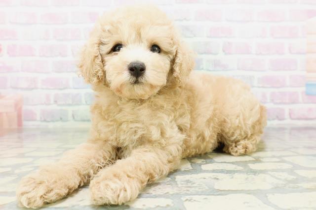福島県のトイプードル(トイ) (Coo&RIKUいわき店/2026年6月29日生まれ/男の子/クリーム)の子犬の2枚目の画像