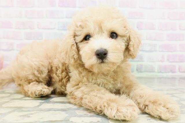 福島県のトイプードル(トイ) (Coo&RIKUいわき店/2026年6月29日生まれ/男の子/クリーム)の子犬の3枚目の画像