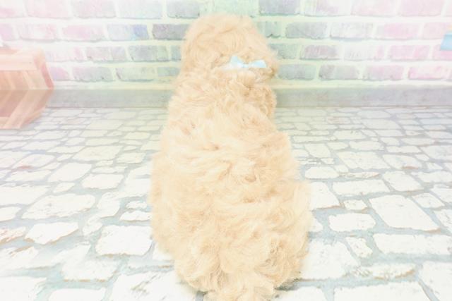 福島県のトイプードル(トイ) (Coo&RIKUいわき店/2026年6月29日生まれ/男の子/クリーム)の子犬の4枚目の画像