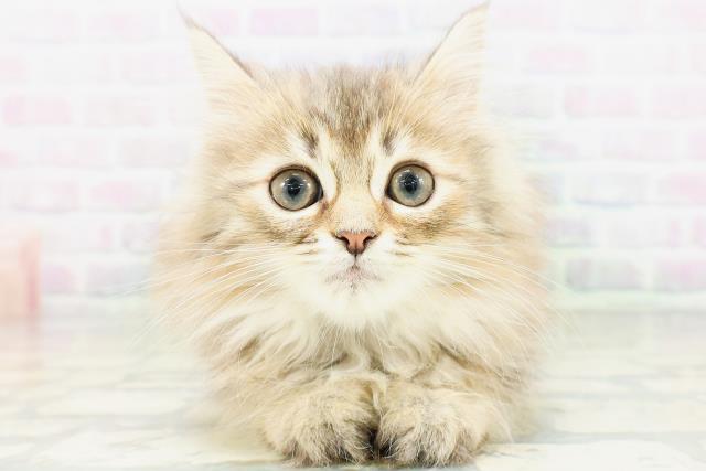 東京都のサイベリアン (Coo&RIKU江戸川店/2026年6月27日生まれ/男の子/ブラウンタビー)の子猫の1枚目の画像
