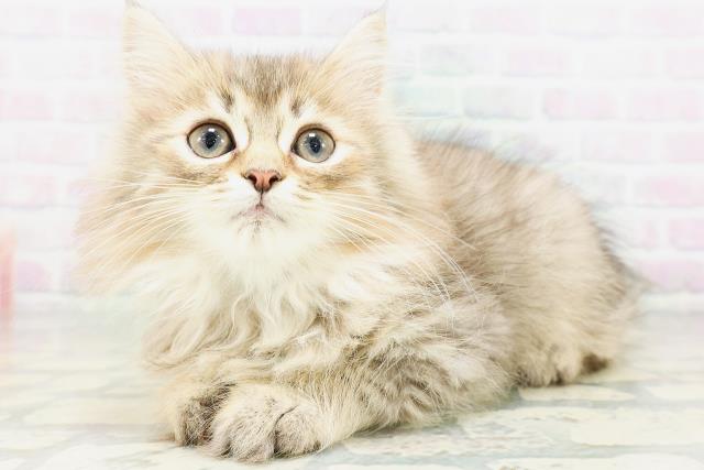 東京都のサイベリアン (Coo&RIKU江戸川店/2026年6月27日生まれ/男の子/ブラウンタビー)の子猫の2枚目の画像