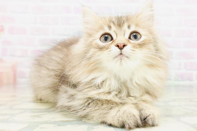 東京都のサイベリアン (Coo&RIKU江戸川店/2026年6月27日生まれ/男の子/ブラウンタビー)の子猫の3枚目の画像