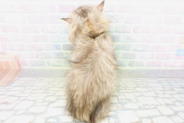 東京都のサイベリアン (Coo&RIKU江戸川店/2026年6月27日生まれ/男の子/ブラウンタビー)の子猫の4枚目の画像