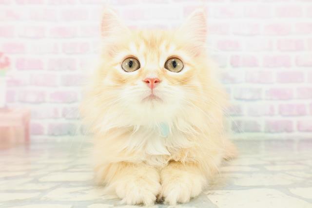 広島県のサイベリアン (Coo&RIKU東広島店/2026年6月27日生まれ/男の子/レッドタビー)の子猫の1枚目の画像