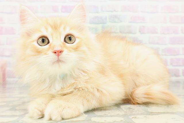 広島県のサイベリアン (Coo&RIKU東広島店/2026年6月27日生まれ/男の子/レッドタビー)の子猫の2枚目の画像