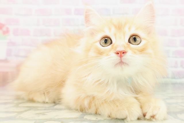 広島県のサイベリアン (Coo&RIKU東広島店/2026年6月27日生まれ/男の子/レッドタビー)の子猫の3枚目の画像