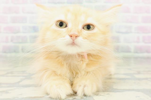 東京都のミヌエット (Coo&RIKU大久保店/2026年6月12日生まれ/女の子/レッドタビー)の子猫の1枚目の画像