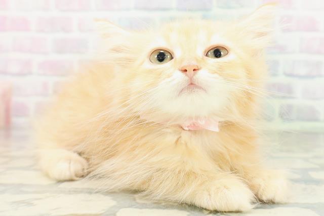 東京都のミヌエット (Coo&RIKU大久保店/2026年6月12日生まれ/女の子/レッドタビー)の子猫の3枚目の画像