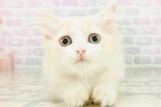 東京都のミヌエット (Coo&RIKU大久保店/2026年6月12日生まれ/女の子/クリームタビーホワイト)の子猫の1枚目の画像