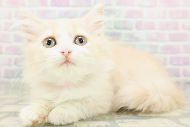 東京都のミヌエット (Coo&RIKU大久保店/2026年6月12日生まれ/女の子/クリームタビーホワイト)の子猫の2枚目の画像