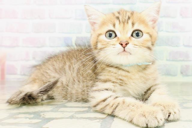 鳥取県のミヌエット (Coo&RIKUラ・ムー鳥取東店/2026年6月26日生まれ/男の子/ブラウンタビー)の子猫の3枚目の画像