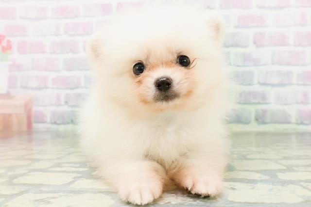 福島県のポメラニアン (Coo&RIKU郡山店/2026年6月30日生まれ/男の子/クリーム)の子犬の1枚目の画像