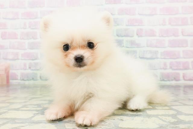 福島県のポメラニアン (Coo&RIKU郡山店/2026年6月30日生まれ/男の子/クリーム)の子犬の2枚目の画像