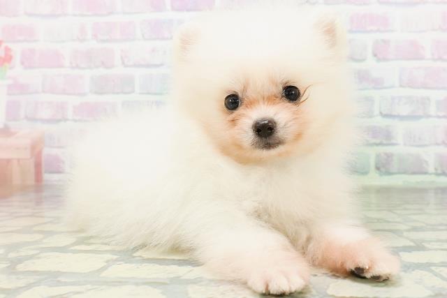 福島県のポメラニアン (Coo&RIKU郡山店/2026年6月30日生まれ/男の子/クリーム)の子犬の3枚目の画像