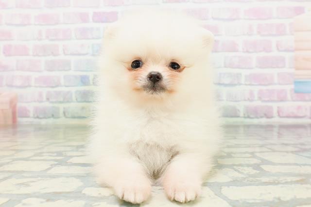 青森県のポメラニアン (Coo&RIKU八戸店/2026年6月30日生まれ/女の子/クリーム)の子犬の1枚目の画像