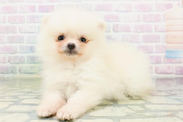 青森県のポメラニアン (Coo&RIKU八戸店/2026年6月30日生まれ/女の子/クリーム)の子犬の2枚目の画像