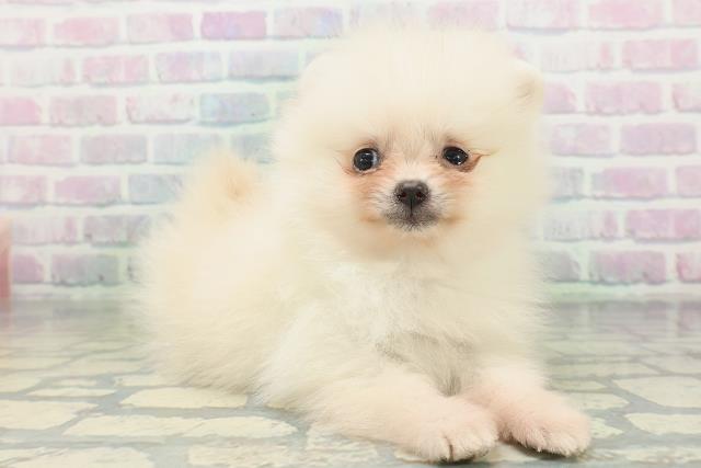 青森県のポメラニアン (Coo&RIKU八戸店/2026年6月30日生まれ/女の子/クリーム)の子犬の3枚目の画像