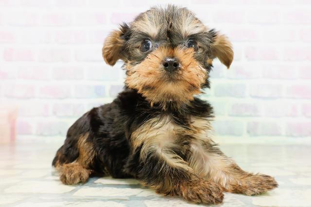 沖縄県のヨークシャーテリア (Coo&RIKUイオン北谷店/2026年6月28日生まれ/女の子/スチールブルータン)の子犬の3枚目の画像