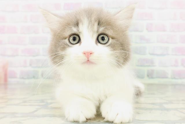 宮城県のサイベリアン (Coo&RIKU仙台太白店/2026年6月26日生まれ/男の子/ブルータビーホワイト)の子猫の1枚目の画像