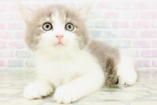 宮城県のサイベリアン (Coo&RIKU仙台太白店/2026年6月26日生まれ/男の子/ブルータビーホワイト)の子猫の2枚目の画像