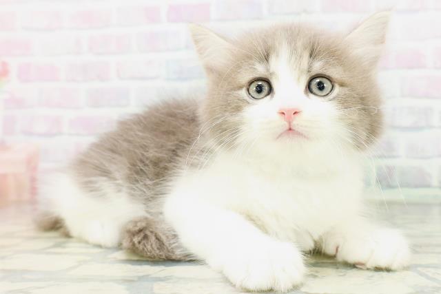 宮城県のサイベリアン (Coo&RIKU仙台太白店/2026年6月26日生まれ/男の子/ブルータビーホワイト)の子猫の3枚目の画像