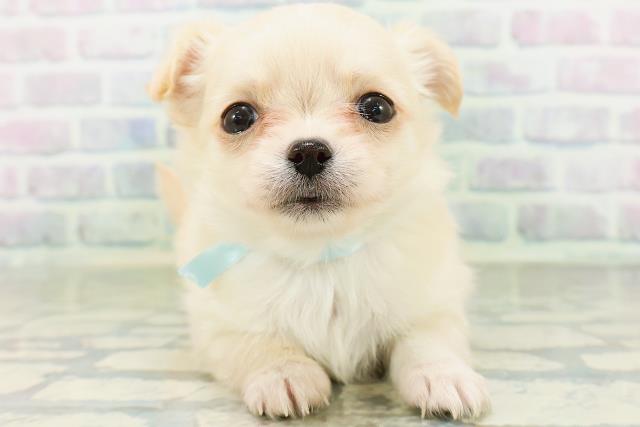 長野県のチワワ(ロング) (Coo&RIKU長野店/2026年6月30日生まれ/男の子/クリームホワイト)の子犬の1枚目の画像