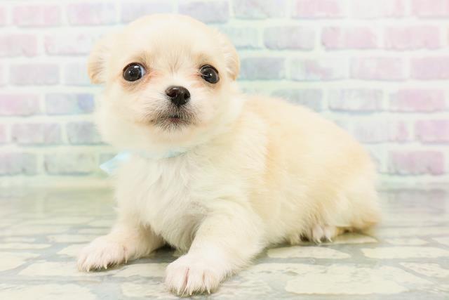 長野県のチワワ(ロング) (Coo&RIKU長野店/2026年6月30日生まれ/男の子/クリームホワイト)の子犬の2枚目の画像