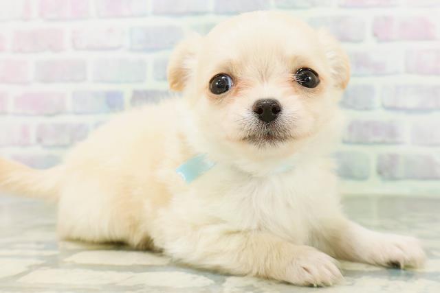 長野県のチワワ(ロング) (Coo&RIKU長野店/2026年6月30日生まれ/男の子/クリームホワイト)の子犬の3枚目の画像