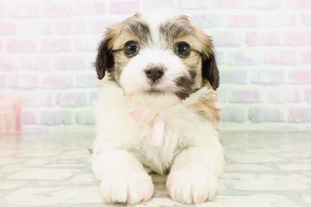北海道のハーフ犬・ミックス犬 (Coo&RIKU札幌西店/2026年6月30日生まれ/女の子/ホワイトブラウン)の子犬の1枚目の画像