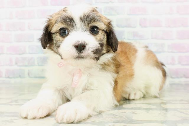 北海道のハーフ犬・ミックス犬 (Coo&RIKU札幌西店/2026年6月30日生まれ/女の子/ホワイトブラウン)の子犬の2枚目の画像