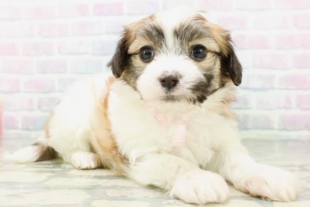 北海道のハーフ犬・ミックス犬 (Coo&RIKU札幌西店/2026年6月30日生まれ/女の子/ホワイトブラウン)の子犬の3枚目の画像