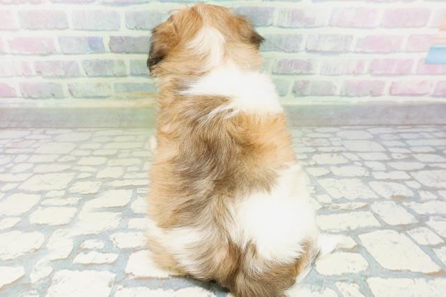 北海道のハーフ犬・ミックス犬 (Coo&RIKU札幌西店/2026年6月30日生まれ/女の子/ホワイトブラウン)の子犬の4枚目の画像