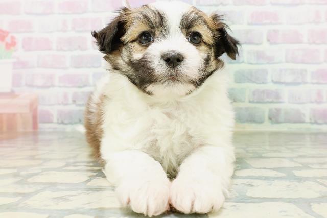 北海道のハーフ犬・ミックス犬 (Coo&RIKU函館店/2026年6月30日生まれ/男の子/ホワイトブラウン)の子犬の1枚目の画像