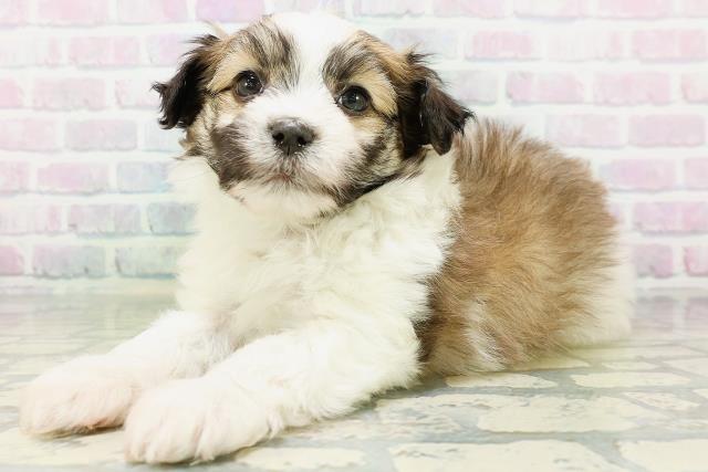 北海道のハーフ犬・ミックス犬 (Coo&RIKU函館店/2026年6月30日生まれ/男の子/ホワイトブラウン)の子犬の2枚目の画像