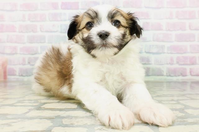 北海道のハーフ犬・ミックス犬 (Coo&RIKU函館店/2026年6月30日生まれ/男の子/ホワイトブラウン)の子犬の3枚目の画像