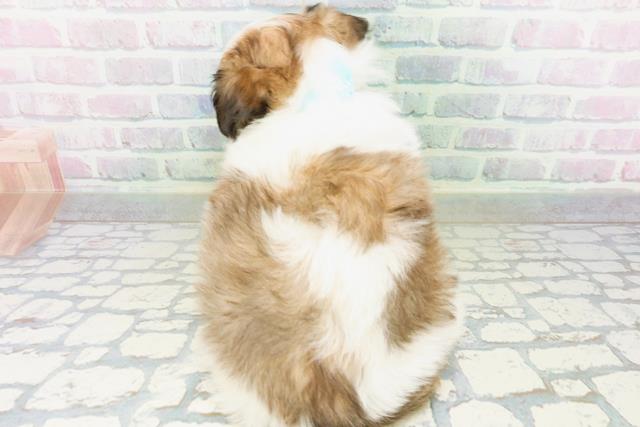 北海道のハーフ犬・ミックス犬 (Coo&RIKU函館店/2026年6月30日生まれ/男の子/ホワイトブラウン)の子犬の4枚目の画像