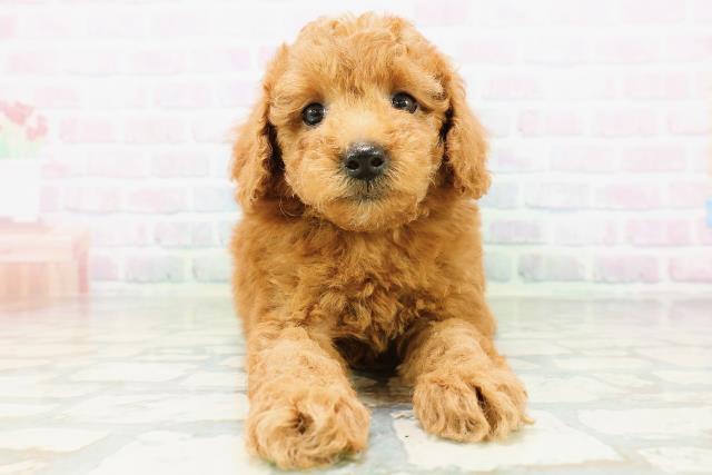 秋田県のトイプードル(トイ) (Coo&RIKU秋田店/2026年6月30日生まれ/男の子/レッド)の子犬の1枚目の画像