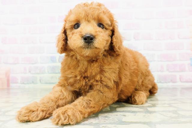 秋田県のトイプードル(トイ) (Coo&RIKU秋田店/2026年6月30日生まれ/男の子/レッド)の子犬の2枚目の画像