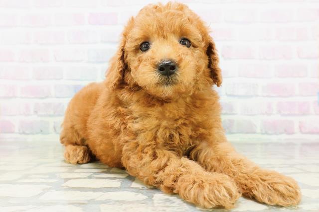 秋田県のトイプードル(トイ) (Coo&RIKU秋田店/2026年6月30日生まれ/男の子/レッド)の子犬の3枚目の画像