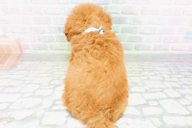 秋田県のトイプードル(トイ) (Coo&RIKU秋田店/2026年6月30日生まれ/男の子/レッド)の子犬の4枚目の画像