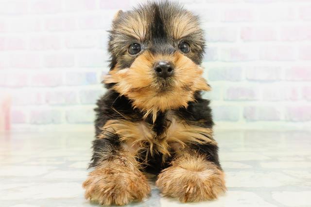 青森県のヨークシャーテリア (Coo&RIKU青森店/2026年6月28日生まれ/女の子/スチールブルータン)の子犬の1枚目の画像