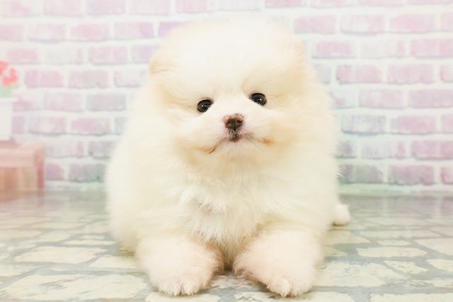 青森県のポメラニアン (Coo&RIKU青森店/2026年6月30日生まれ/男の子/ホワイトクリーム)の子犬の1枚目の画像