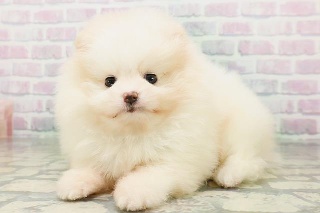 青森県のポメラニアン (Coo&RIKU青森店/2026年6月30日生まれ/男の子/ホワイトクリーム)の子犬の2枚目の画像