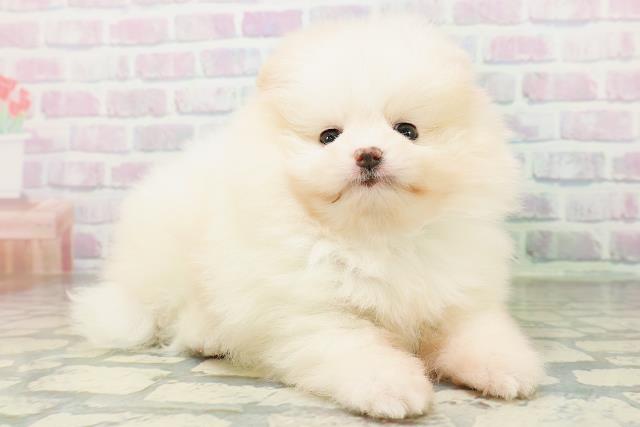 青森県のポメラニアン (Coo&RIKU青森店/2026年6月30日生まれ/男の子/ホワイトクリーム)の子犬の3枚目の画像