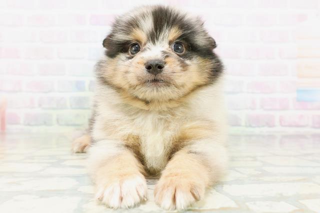 埼玉県のハーフ犬・ミックス犬 (Coo&RIKUヤオコー幸手店/2026年6月30日生まれ/男の子/ブルーマール)の子犬の1枚目の画像